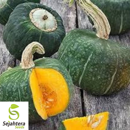 Buttercup Squash Seeds 20 Ct | Burgess Winter Vegetable NON-GMO USA