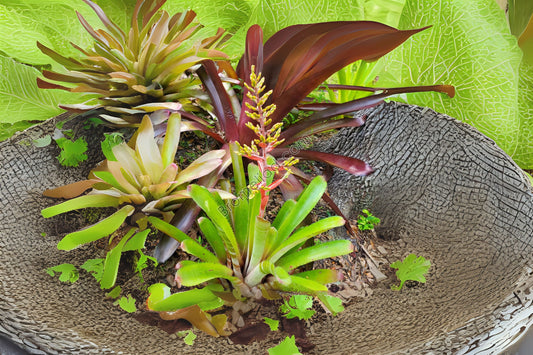 Bromeliad Plant 9" Pot Aechmea Greg Green & Red Foliage - Aechmea Greg