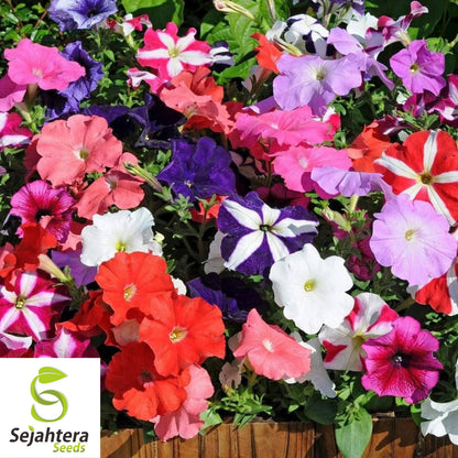 2000+ Dwarf Petunia Mix Seeds - Compact Petunia Nana Compacta Flowers, Non-GMO