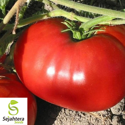 100 Delicious Tomato Seeds - Non-GMO, Heirloom & World Record Variety