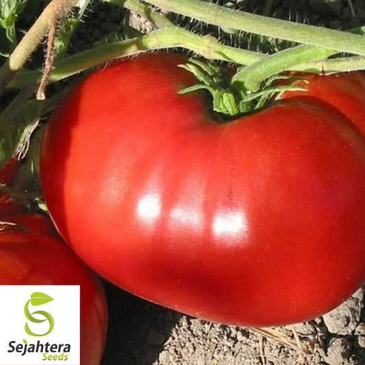 100 Delicious Tomato Seeds - Non-GMO, Heirloom & World Record Variety