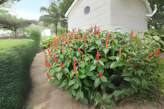 Live Tropical Plant Rhizome - Vibrant Red Button Ginger (Costus woodsonii) - Indoor & Outdoor Decor - Scarlet Spiral Flag