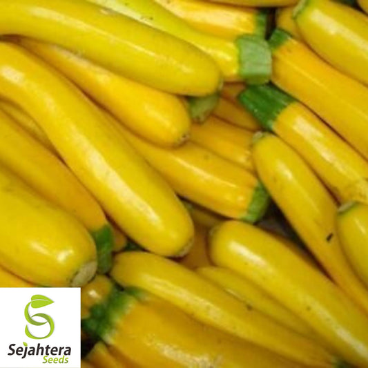 Squash Seeds Golden Zucchini 25 Ct | Summer Vegetable NON-GMO USA