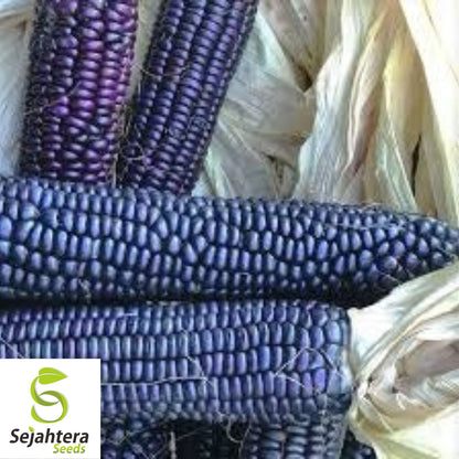 Hopi Blue Corn Seeds - 1000+ Heirloom, Organic, Non-GMO & Rare