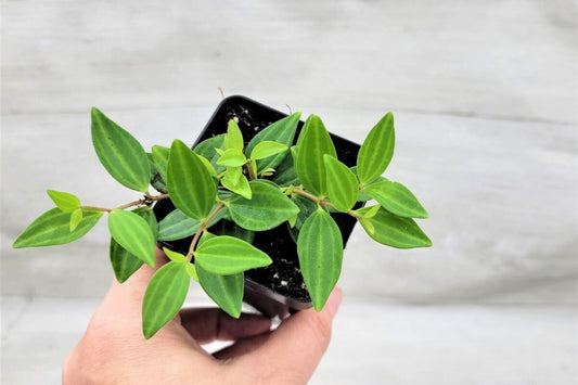 Peperomia Funky Frog Beetle – Unique Beetle Peperomia Houseplant in 4" Pot