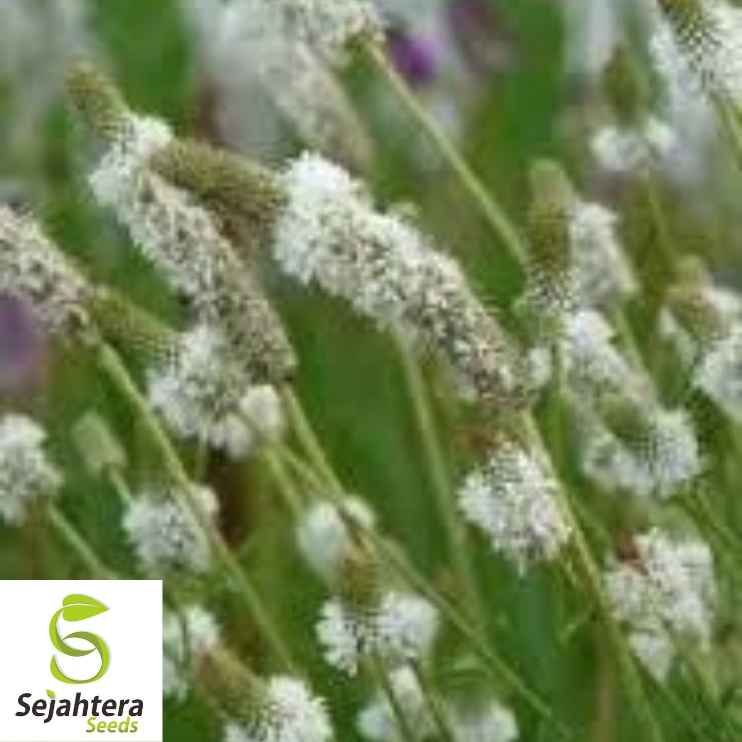 White Prairie Clover Seeds 250+ | Native Wildflower Dalea candida USA