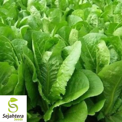 1000 Parris Island Cos Lettuce Seeds - Non-GMO, Crisp & Classic Romaine