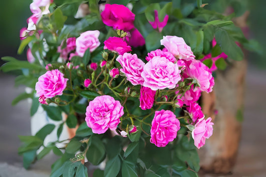 Miniature Rose Plant - 1 Gallon Live Pink Rose - Perfect for Small Gardens & Indoor Gardening - Rosa spp.