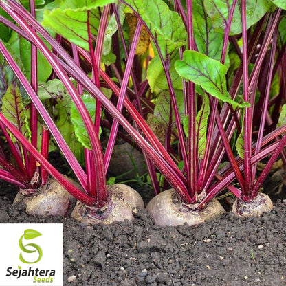 200 Detroit Dark Red Beet Seeds - Non-GMO, Heirloom & Sweet Variety