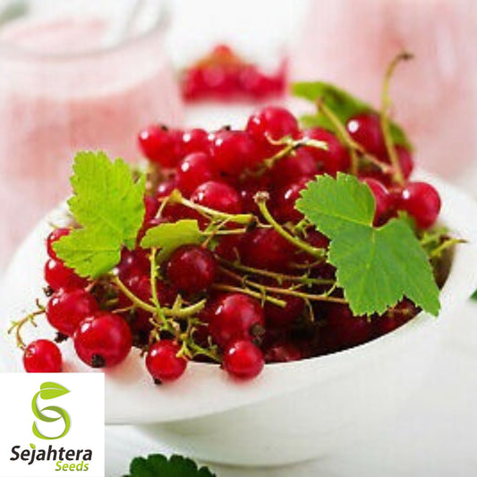 60+ Red Wax Currant Seeds - Ribes Cereum, Edible Heirloom Fruit, Hardy Shrub