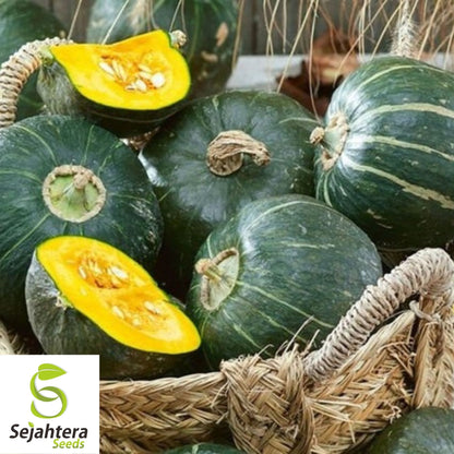 Buttercup Squash Seeds 20 Ct | Burgess Winter Vegetable NON-GMO USA