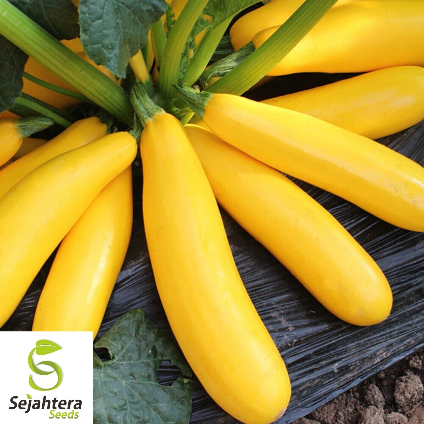 Squash Seeds Golden Zucchini 25 Ct | Summer Vegetable NON-GMO USA