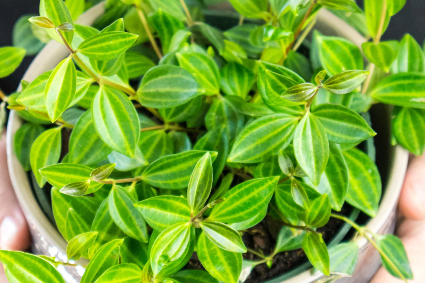 Peperomia Funky Frog Beetle – Unique Beetle Peperomia Houseplant in 4" Pot