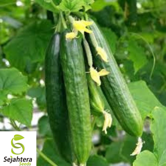 25+ Beit Alpha Cucumber Seeds - Heirloom, Organic, Non-GMO, Sweet & Crisp Variety