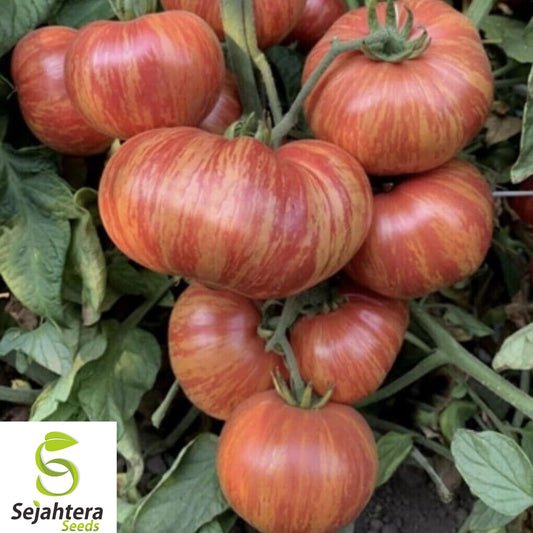 30+ Vintage Wine Striped Tomato Seeds - Heirloom, Beefsteak, Huge 1 LB, Rare