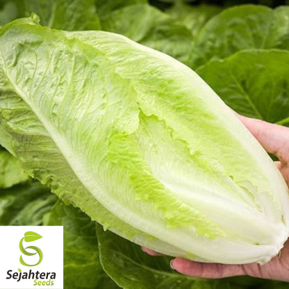 1000 Parris Island Cos Lettuce Seeds - Non-GMO, Crisp & Classic Romaine