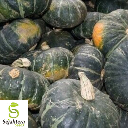 Buttercup Squash Seeds 20 Ct | Burgess Winter Vegetable NON-GMO USA