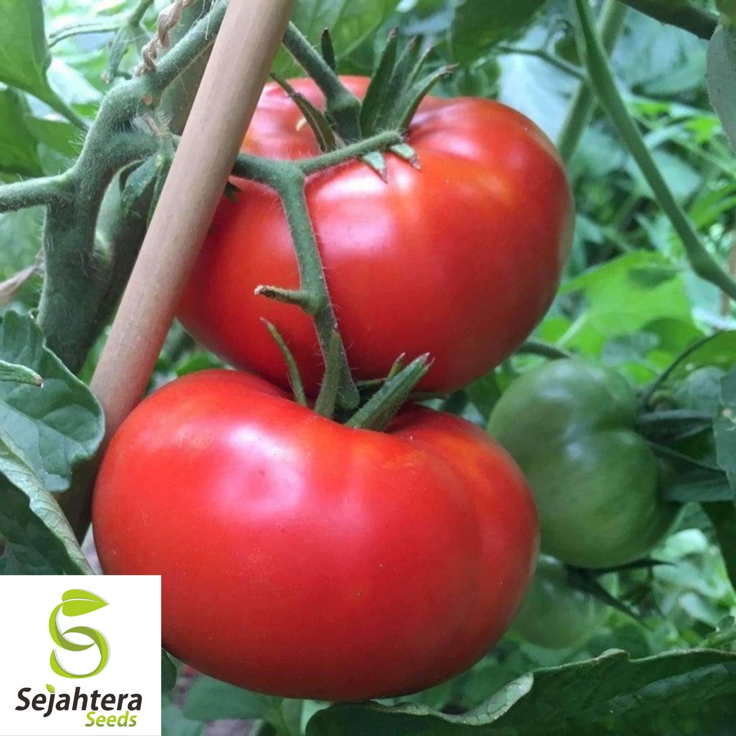 100 Delicious Tomato Seeds - Non-GMO, Heirloom & World Record Variety