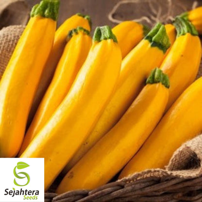 Squash Seeds Golden Zucchini 25 Ct | Summer Vegetable NON-GMO USA