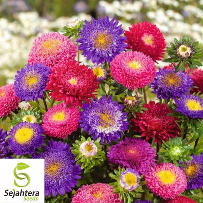 Aster Seeds 200+ | Single China Mix Flower Mixed Colors USA