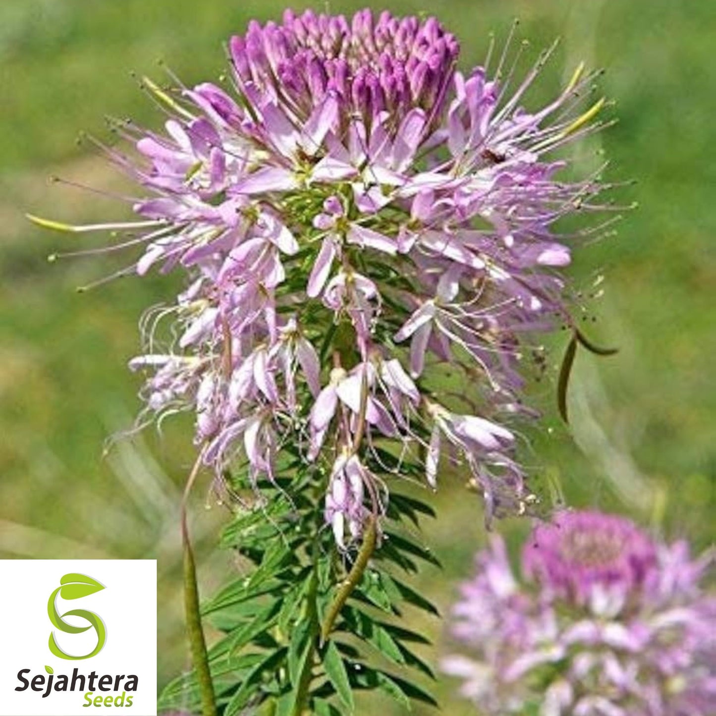 50 Rocky Mountain Bee Plant Seeds - Cleome Serrulata, Pollinator Annual Flower