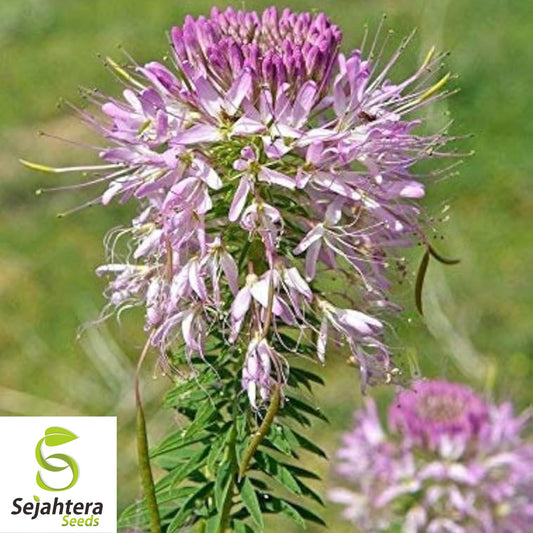 50 Rocky Mountain Bee Plant Seeds - Cleome Serrulata, Pollinator Annual Flower