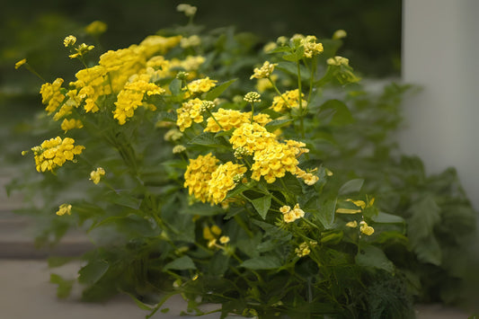 Colorful Yellow Lantana Plant in 6 in Pot - Lantana camara - Hardy Ornamental Shrub for Garden & Landscape Decor