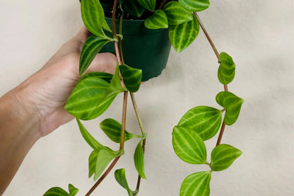 Peperomia Funky Frog Beetle – Unique Beetle Peperomia Houseplant in 4" Pot