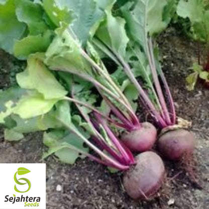 200 Detroit Dark Red Beet Seeds - Non-GMO, Heirloom & Sweet Variety