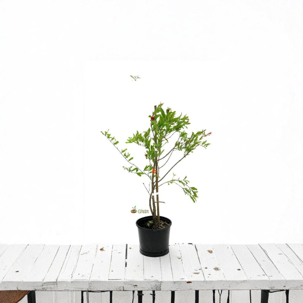 Surinam Cherry Tree – Eugenia uniflora Live Plant | 1 Foot Tall | Includes 6 Inch Nursery Pot  Tropical Star Cherry | Unique Ribbed Fruit | Edible Landscape Favorite