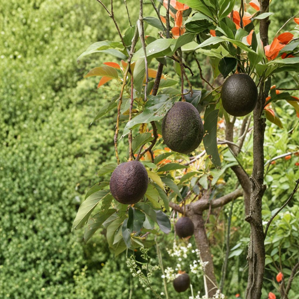 Hass Avocado Tree – Persea americana Live Fruit Plant | Approximately 4 Feet Tall | Bagged Rootball  Large Seed-Grown Tree | Edible Fruit Variety | Ready to Plant