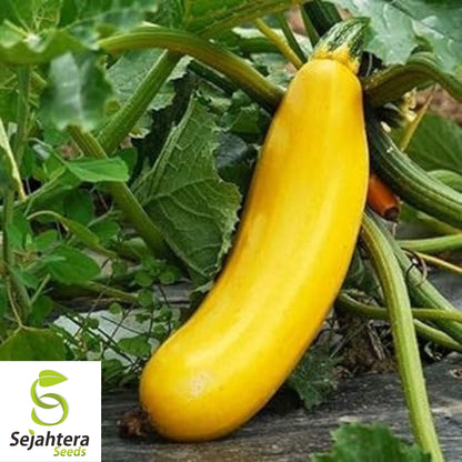 Squash Seeds Golden Zucchini 25 Ct | Summer Vegetable NON-GMO USA