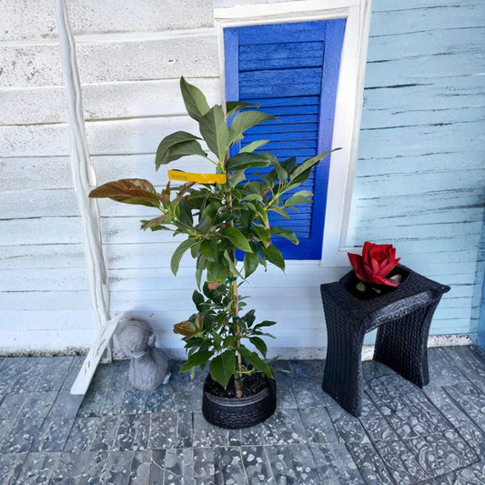 Grafted Oro Negro Avocado Tree – Persea americana Live Fruit Tree | 1 Gallon Nursery Pot  Cold-Tolerant B-Type | Late Season Harvest | Rich Buttery Flavor