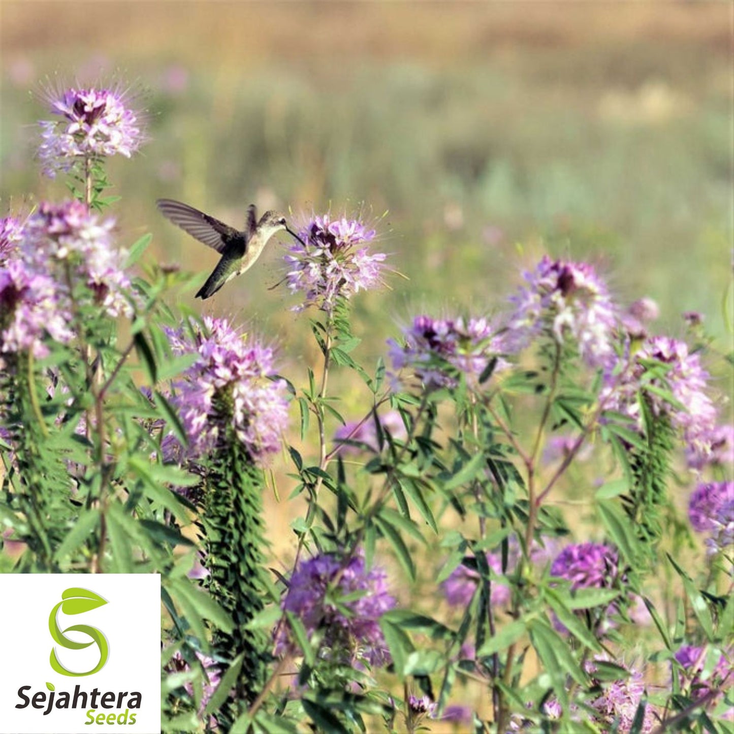50 Rocky Mountain Bee Plant Seeds - Cleome Serrulata, Pollinator Annual Flower