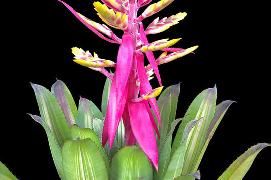 Aechmea Fantasy Plant in 8" Pot - Variegated Yellow and Green Foliage with Pink Petals - Aechmea Fantasia