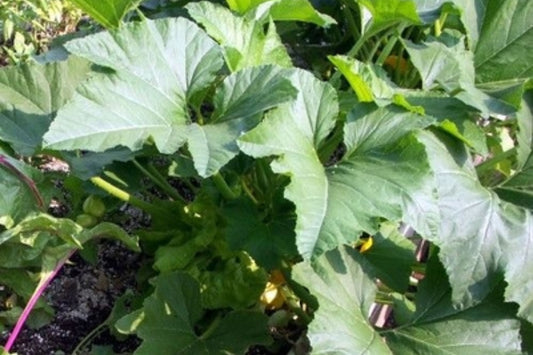 Dark Zucchini Squash (Cucurbita pepo 'Dark Green Zucchini')