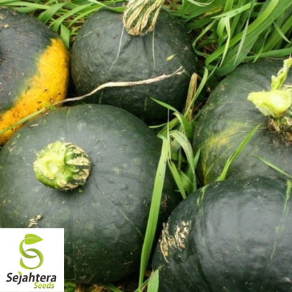 Buttercup Squash Seeds 20 Ct | Burgess Winter Vegetable NON-GMO USA