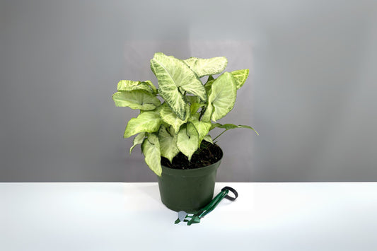 Syngonium White Butterfly 6in Pot | Goosefoot Plant | Nephthytis Podophyllum | Easy Care Indoor Houseplant