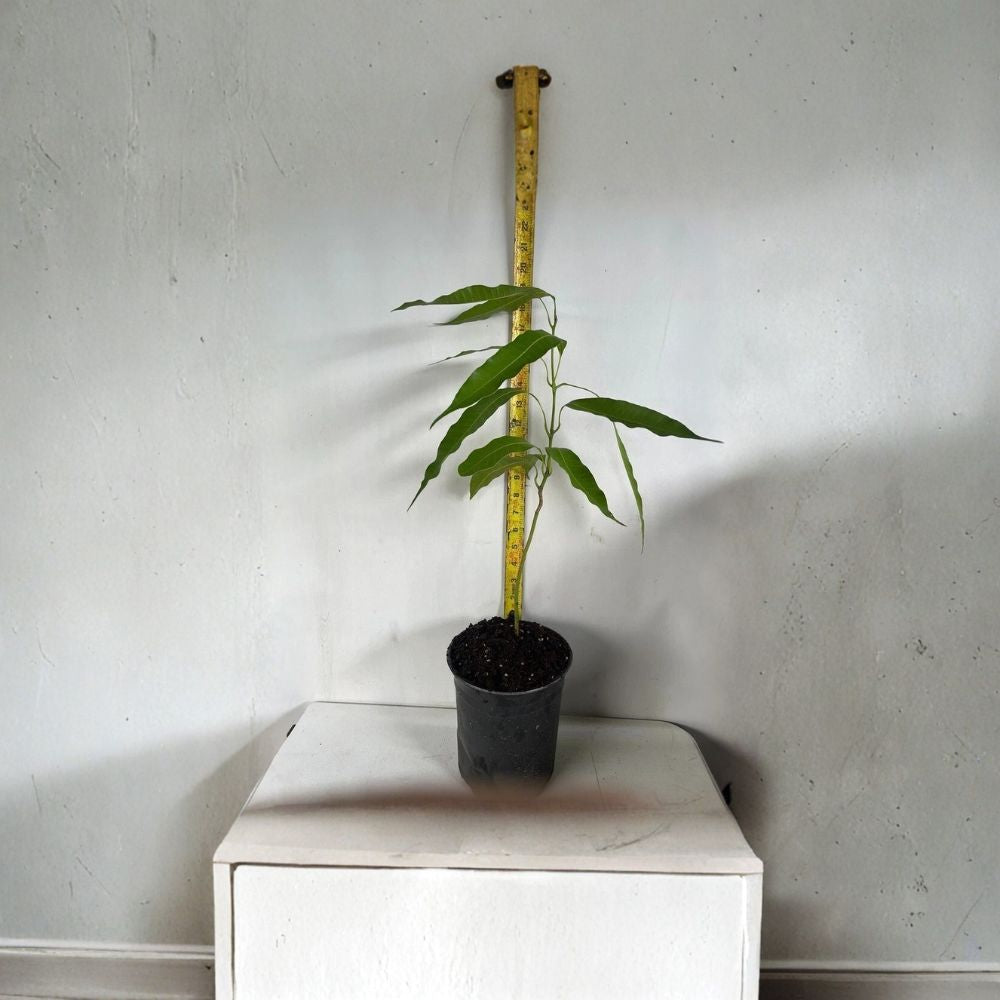 Glenn Mango Tree – Mangifera indica Live Seedling | 1–3 Feet Tall | Tropical Fruit Starter  Early Season Variety | Sweet & Mild Flavor | Florida Favorite