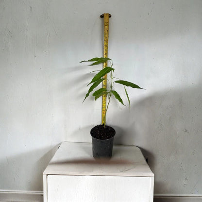 Glenn Mango Tree – Mangifera indica Live Seedling | 1–3 Feet Tall | Tropical Fruit Starter  Early Season Variety | Sweet & Mild Flavor | Florida Favorite