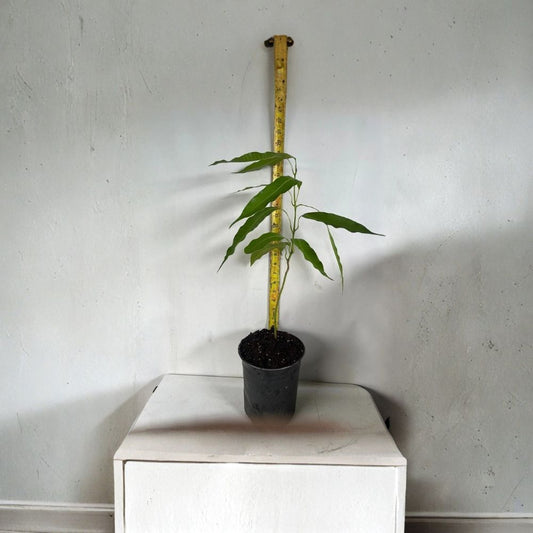 Glenn Mango Tree – Mangifera indica Live Seedling | 1–3 Feet Tall | Tropical Fruit Starter  Early Season Variety | Sweet & Mild Flavor | Florida Favorite