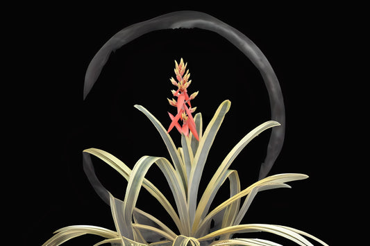 Aechmea Harvey's Pride Plant in 9" Pot | Variegated Foliage with Salmon Bloom | Aechmea Little Harv Cultivar