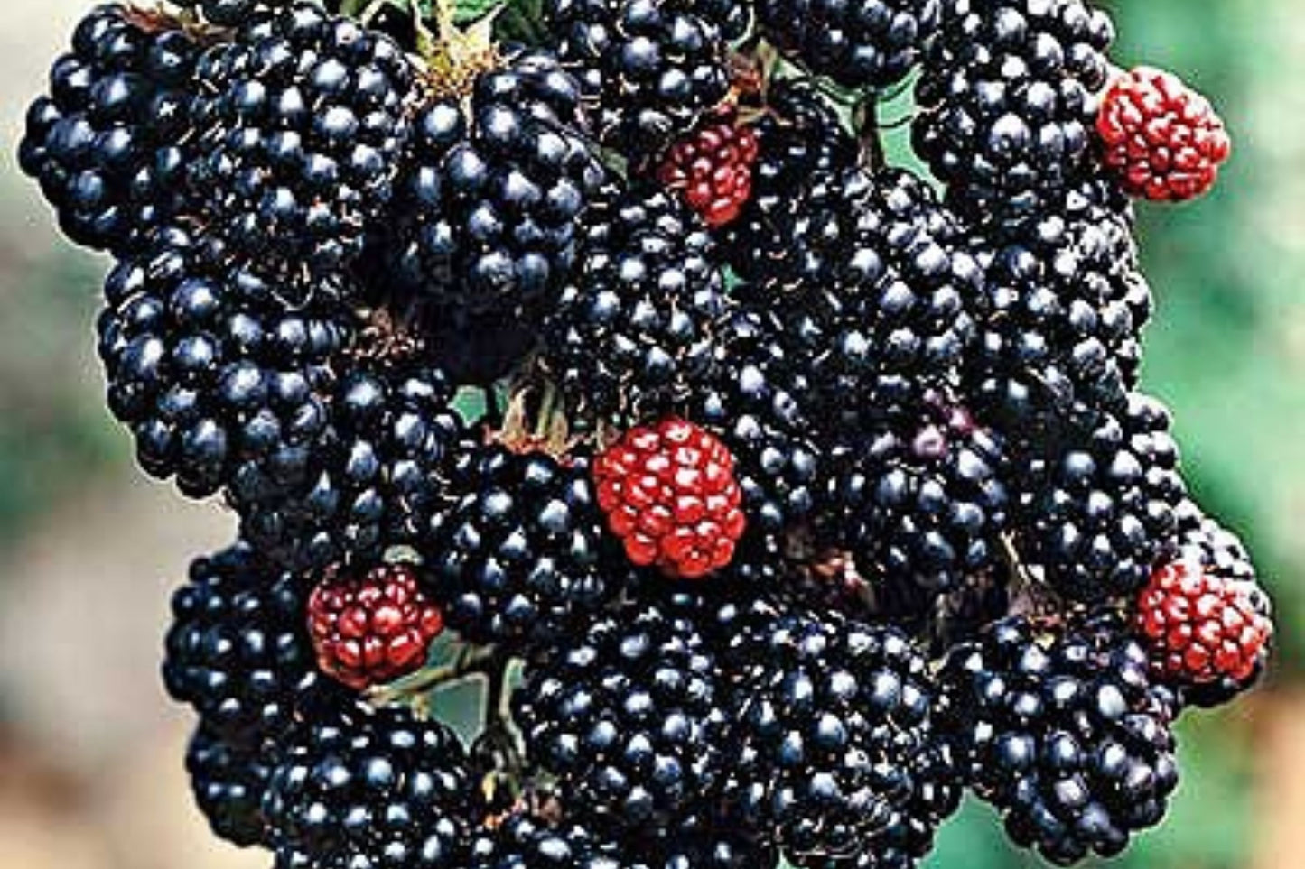 Prime-Ark Freedom Blackberry Plants – High-Yield Floricane Blackberries
