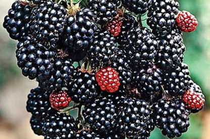 Prime-Ark Freedom Blackberry Plants – High-Yield Floricane Blackberries