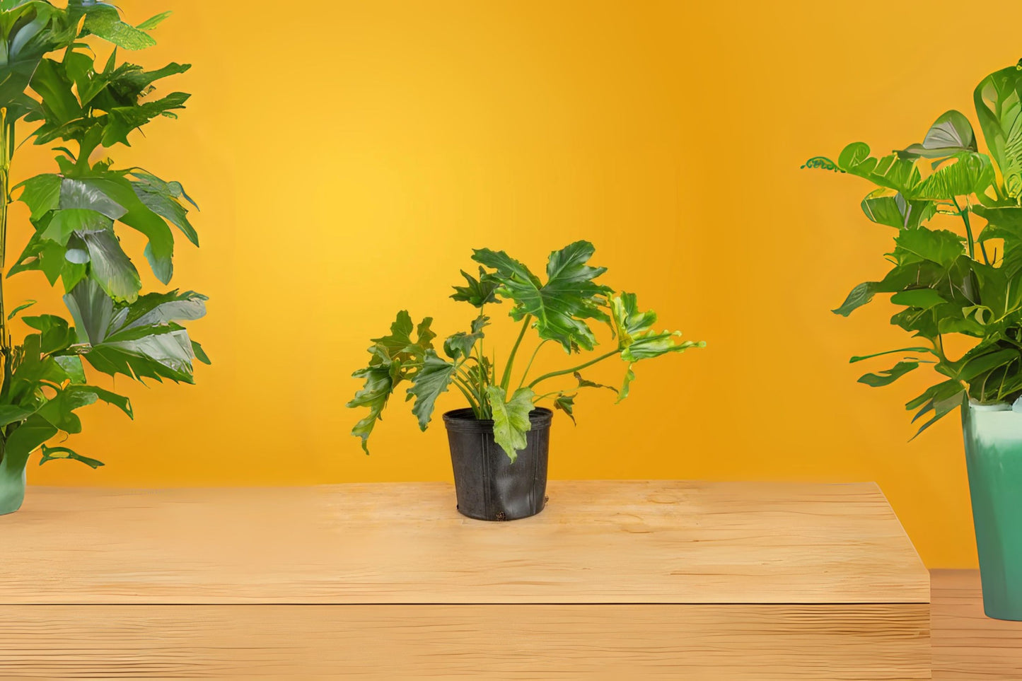 Medium Philodendron Selloum Plant - Split Leaves - Philodendron Hope - Tropical Houseplant - Philodendron selloum