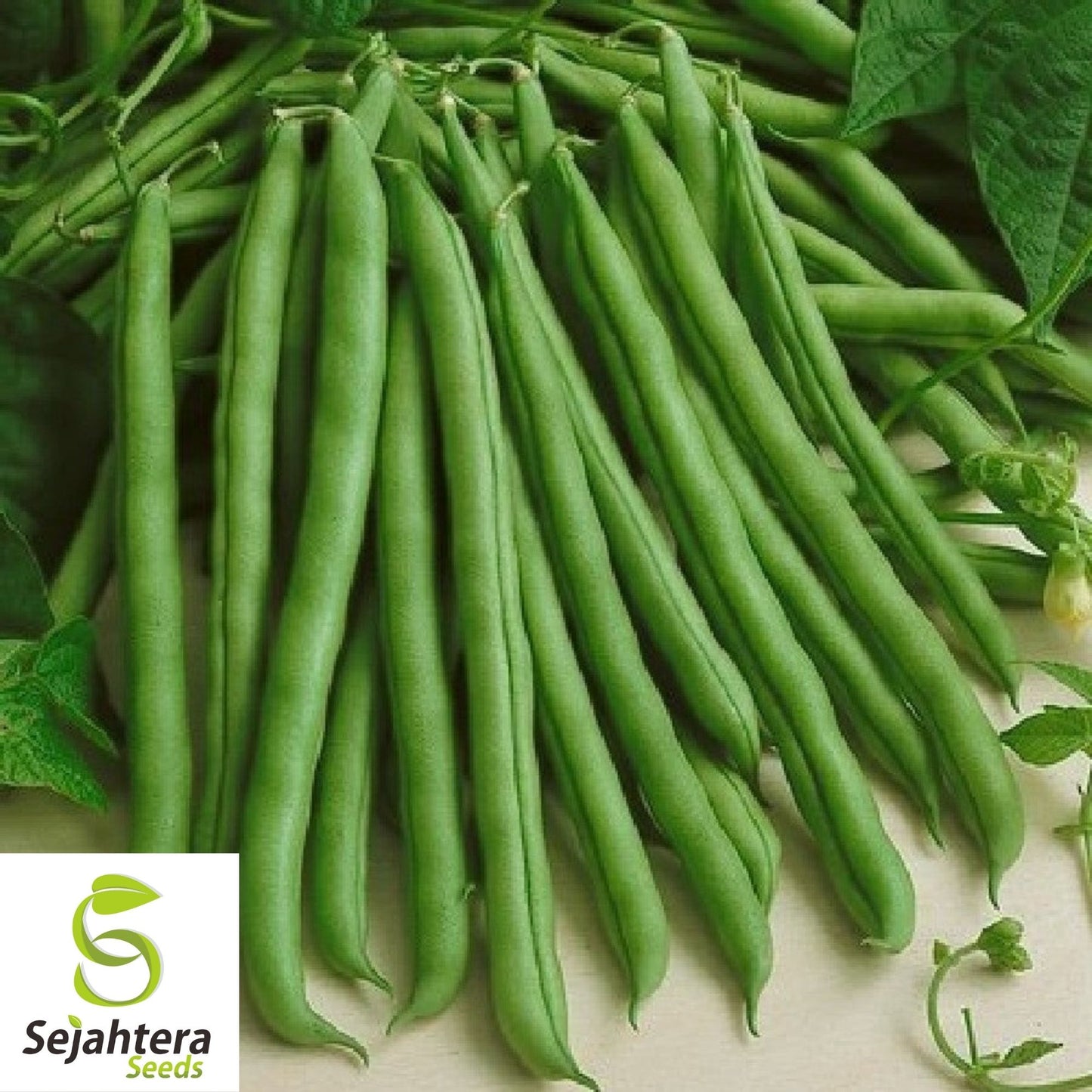 Provider Bean Seeds 50 Ct | Bush Green Heirloom Vegetable Garden USA