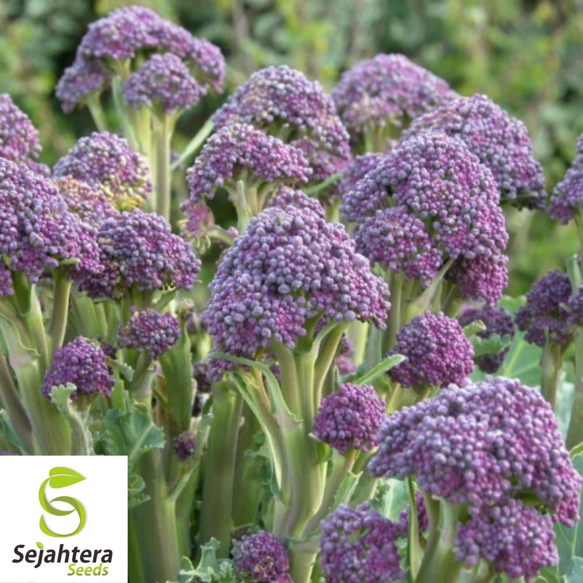 Purple Broccoli Seeds 600+ | Early Sprouting Heirloom Vegetable NON-GM ...