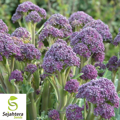 Purple Broccoli Seeds 600+ | Early Sprouting Heirloom Vegetable NON-GMO USA