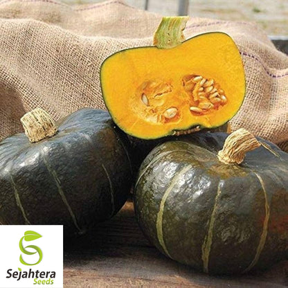 Buttercup Squash Seeds 20 Ct | Burgess Winter Vegetable NON-GMO USA