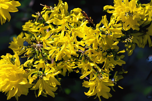 Weeping Forsythia (Forsythia suspensa)